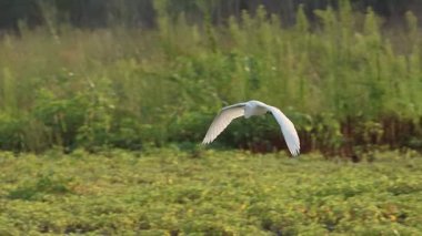 Egretta Garzetta, Beniarres rezervuarının üzerindeki akşam ışığında uçuş yönünü değiştirdi.