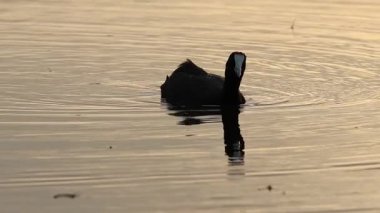 İspanya 'nın El Hondo Doğal Parkı' nda suya ve altın gün batımına yansıyan boynuzlu bir karga silueti (Fulica cristata) görülüyor..