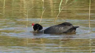 Boynuzlu bir karga olan Fulica Cristata 'ya yaklaş, yemek yerken başını salla ve su sıçrat, Elche, İspanya