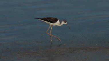 Kara kanatlı stilt (Himantopus himantopus), İspanya 'nın batımından önce El Hondo Doğal Parkı' nda yiyecek ararken yürür..