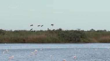 Bir grup ördek flamingo üzerinde uçar ve İspanya 'nın El Hondo Doğal Parkı' ndaki sulak arazide karaya çıkar..