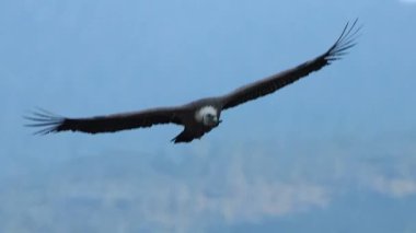 Bir griffon akbabası (Gyps fulvus) şafakta Sierra de Mariola Doğal Parkı, Alcoy, İspanya 'da kameraya doğru uçar.