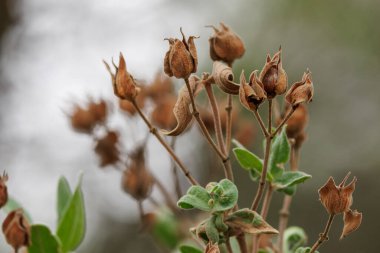 Dried fruits of the white rockrose or white cistus (Cistus albidus) in autumn, Alcoy, Spain