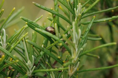 Bir biberiye böceğinin (Chrysolina americana) arkaplan görüntüsü, güzel bir bokeh etkisine sahip biberiye bitkisinin üzerinde dinleniyor; Alcoy, İspanya 'da çekildi.