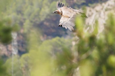 Griffon Akbabası (Gyps fulvus) Sierra de Mariola Doğal Parkı, Alcoy, İspanya 'da bir çam ağacının dallarının yanından uçuyor.