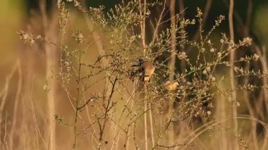 Avrupa ispinozu (Carduelis carduelis), İspanya 'nın Beniarres kentinde akşam vakti doğal ortamında bir çalılıkta tohum yiyor.
