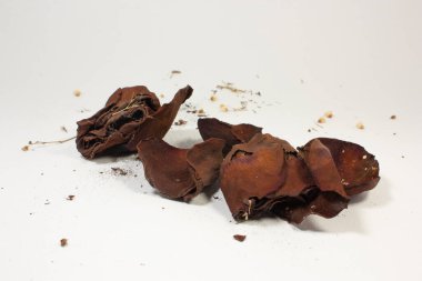 beyaz zemin üzerine gül yaprakları kurutulur
