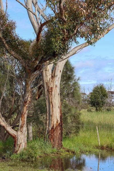 Eucalyptusbomen Point Cook Coastal Park Zware Regenval — Stockfoto