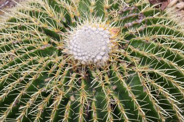 Kaktüs bitkisine yakın.