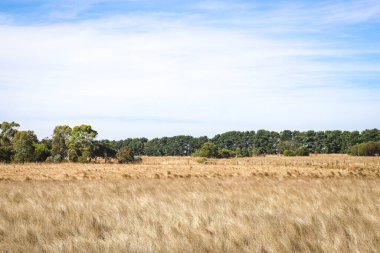 Uzun otlu kuru tarla