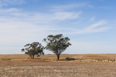 Kurak tarlalarda yeni sürülmüş ağaçlar