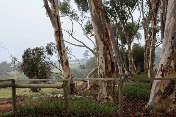 Bos Van Eucalyptusbomen Ochtendmist Met Uitzicht Werribee Rivier — Stockfoto