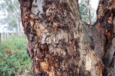 Avustralya okaliptüs ağacının yapılı gövdesine yakın çalılıklarda