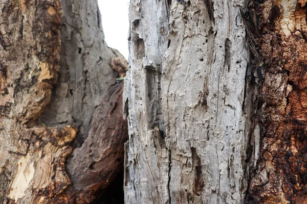 Close Textured Bark Tree Trunk Eucalyptus Tree Australian Bushland — Stock Photo, Image