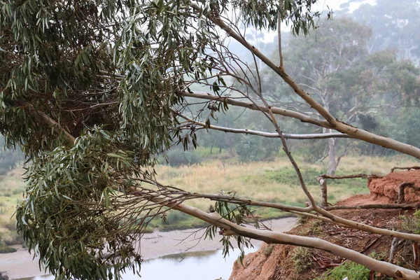Takken Van Eucalyptusboom Boven Werribee Australisch Struikgewas — Stockfoto