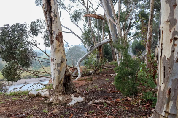 Eucalyptusbomen Ochtendmist Australisch Struikgewas Met Uitzicht Weerbijenrivier — Stockfoto