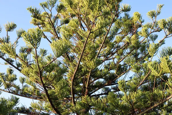 诺福克松树映衬蓝天 — 图库照片
