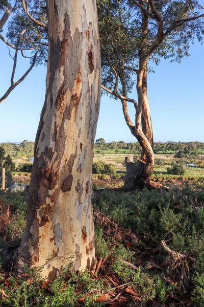 Eucalyptusboom Australisch Struikgewas Het Ochtendlicht — Stockfoto