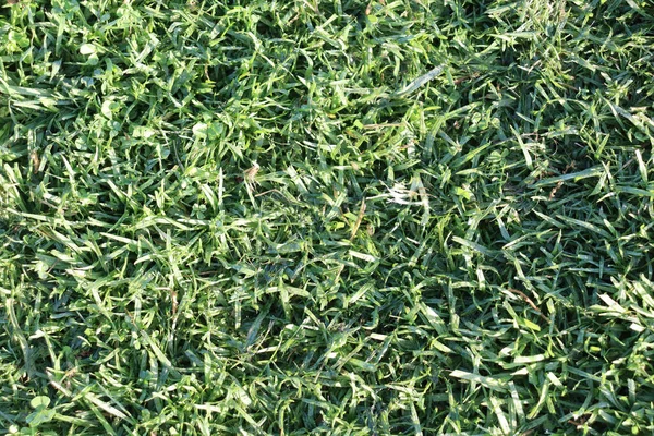 Полный Кадр Зеленой Травы Утренней Росы — стоковое фото