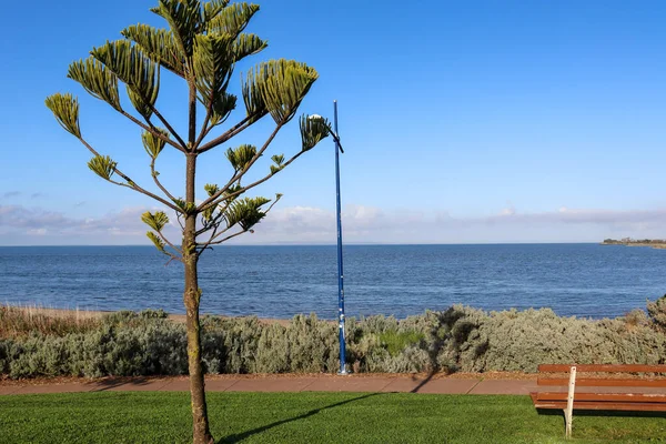 Norfolk çam ağacı ve deniz