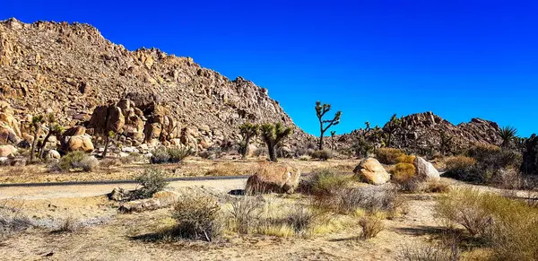 Kaliforniya 'daki Joshua Tree Ulusal Parkı' nın çöl manzarasından geçen yol.