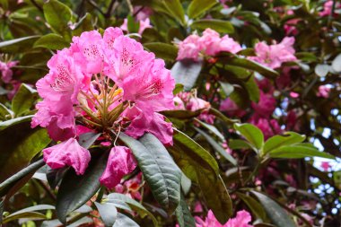 Bahçedeki pembe rhodendron çiçekleri