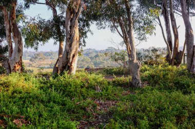 Çalılıklarda okaliptüs ağaçları olan Avustralya kırsal arazisi