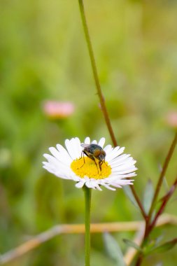 Bir sinek papatya çiçeğinde ya da arkasında bulanık bir çalılık olan Erigeron Karvinskianus 'tadır.