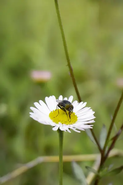 Fly Daisy Flower Erigeron Karvinskianus Blurry Bush Background — Stock Photo, Image