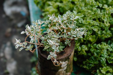 Myrten bitkisi ya da Malpighia coccigera, ilaç olarak kullanılan bir bitkidir ve genellikle süs bitkilerinde bonsai olarak kullanılır.