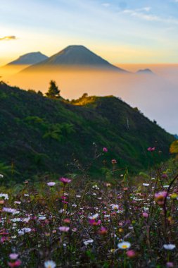Bellis Perennis 'in (Daisy) güzelliği, Sindoro Dağı, Sumbing ve Kembang' ın görkemli arkaplanı ile güneşin yumuşak parıltısıyla yıkandı..