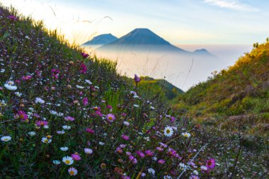Bellis Perennis 'in (Daisy) güzelliği, Sindoro Dağı, Sumbing ve Kembang' ın görkemli arkaplanı ile güneşin yumuşak parıltısıyla yıkandı..