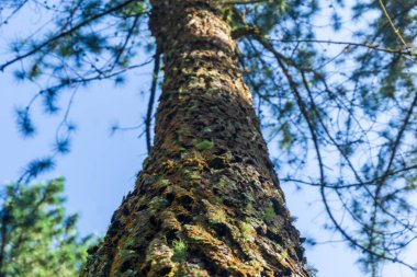 Bir kauçuk ağaç gövdesinin karmaşık dokusu ve güzel mavi gökyüzüne karşı alçak bir açıdan görünen tıkırtı izleri..