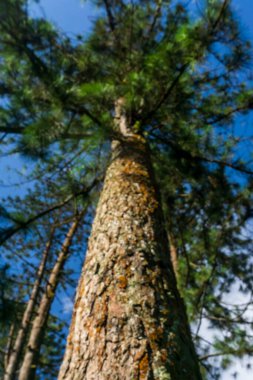 Bir kauçuk ağaç gövdesinin karmaşık dokusu ve güzel mavi gökyüzüne karşı alçak bir açıdan görünen tıkırtı izleri..