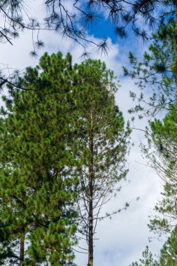 Canlı bir sabah sahnesi: yemyeşil kauçuk ağaç yaprakları son derece açık mavi gökyüzüne uzanıyor