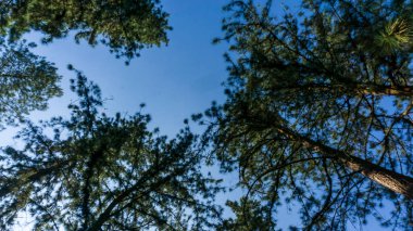 Canlı bir sabah sahnesi: yemyeşil kauçuk ağaç yaprakları son derece açık mavi gökyüzüne uzanıyor