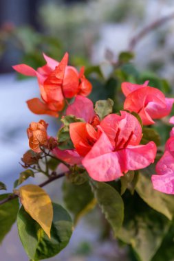 Canlı kırmızı ve pembe Bougainvillea çiçekleri, güzel ve yumuşak bir rüya arka planında yakalanır.