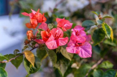 Canlı kırmızı ve pembe Bougainvillea çiçekleri, güzel ve yumuşak bir rüya arka planında yakalanır.