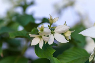 Zarif beyaz Nusa Indah çiçeği ya da bulanık bir arkaplanda açan Mussaenda, zarafet ve saflığın sembolü.