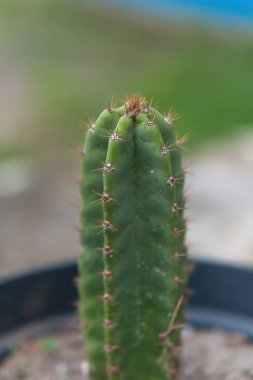 Dikenli, detaylı bir gövdesi ve güzel bulanık bir arka planı olan Cereus repandus kaktüsü.