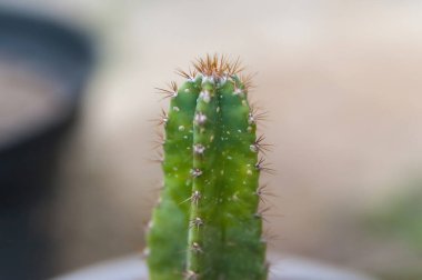 Dikenli, detaylı bir gövdesi ve güzel bulanık bir arka planı olan Cereus repandus kaktüsü.