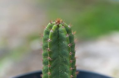 Dikenli, detaylı bir gövdesi ve güzel bulanık bir arka planı olan Cereus repandus kaktüsü.