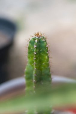 Dikenli, detaylı bir gövdesi ve güzel bulanık bir arka planı olan Cereus repandus kaktüsü.