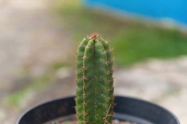 Dikenli, detaylı bir gövdesi ve güzel bulanık bir arka planı olan Cereus repandus kaktüsü.