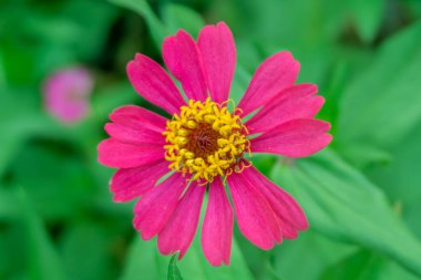 Canlı Zinnia zarif çiçekleri, renk patlaması! Doğa, bahçıvanlık ve çiçek teması için mükemmel. Bu büyüleyici çiçeğin güzelliğini ve faydalarını yakalayın.