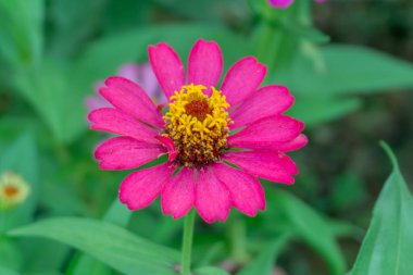 Canlı Zinnia zarif çiçekleri, renk patlaması! Doğa, bahçıvanlık ve çiçek teması için mükemmel. Bu büyüleyici çiçeğin güzelliğini ve faydalarını yakalayın.