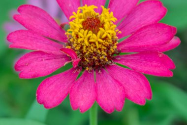 Canlı Zinnia zarif çiçekleri, renk patlaması! Doğa, bahçıvanlık ve çiçek teması için mükemmel. Bu büyüleyici çiçeğin güzelliğini ve faydalarını yakalayın.