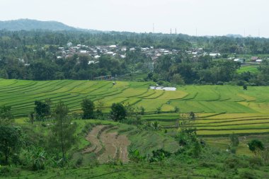 Altın ve yeşil pirinç terasları, doğanın sanatının nefes kesici bir manzarası olan yamaçlardan taşar. Seyahat, tarım ve manzara için mükemmel.
