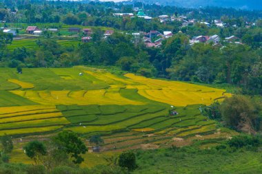 Altın ve yeşil pirinç terasları, doğanın sanatının nefes kesici bir manzarası olan yamaçlardan taşar. Seyahat, tarım ve manzara için mükemmel.