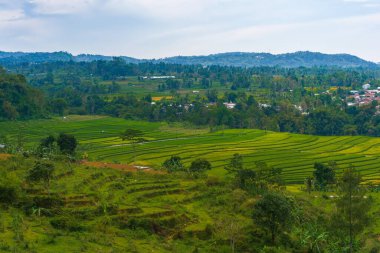Altın ve yeşil pirinç terasları, doğanın sanatının nefes kesici bir manzarası olan yamaçlardan taşar. Seyahat, tarım ve manzara için mükemmel.